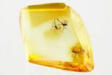 Three Fossil True Midges (Chironomidae) in Baltic Amber #381586-1